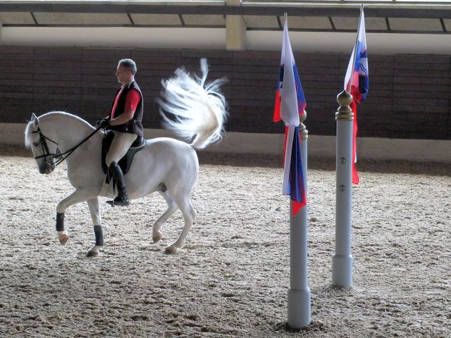 La scuola di equitazione di Lipica offre lezioni di equitazione per principianti e esperti.