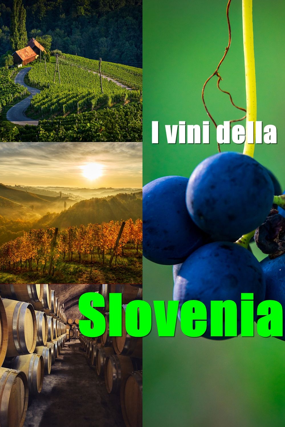 Slovenia vino