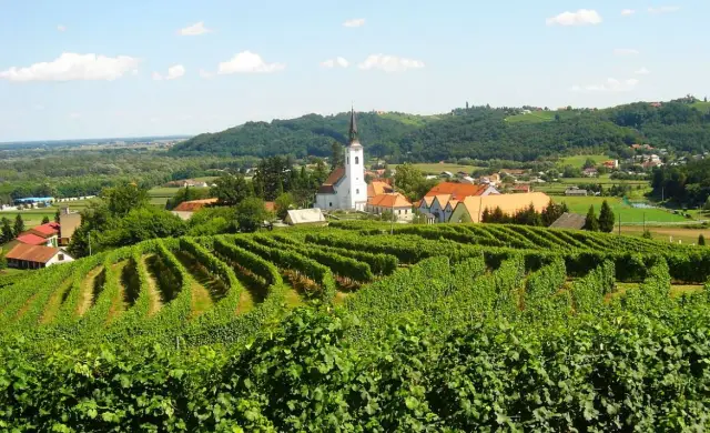Cultura del Vino Sloveno. Vitigni autoctoni sloveni